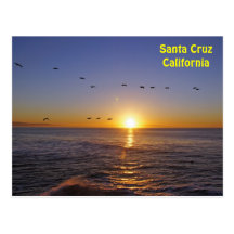 Santa Cruz Pelicans at Sunrise Postcard