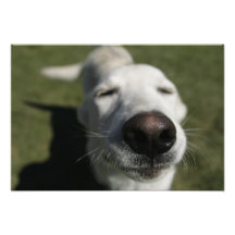 Santa Fe, New Mexico, USA. Happy white Photo Print
