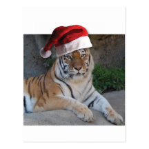 Santa Hat Bengal Tiger Postcards