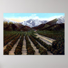 Santa Rosa California Old Baldy from Orange Grove Print