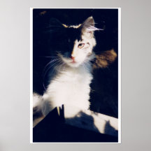 Santa Rosa Cat Print