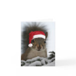 Santa Squirrel