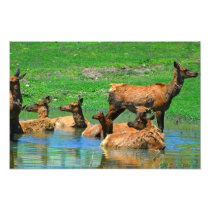 Santa's Crew On Vacation Photo/Print