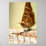 sap sucker print