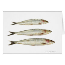 Sardines (pilchards) 2 carte de vœux