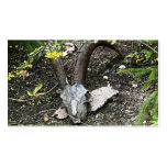 sassafras business card