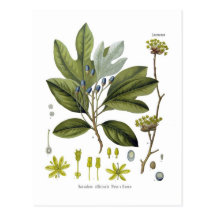 Sassafras officinale post cards