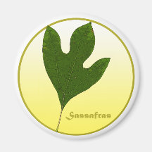 Sassafras Tree Fridge Magnets