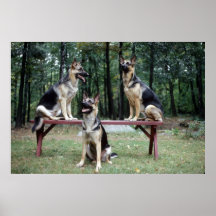 Sassydog German Shepard Poster