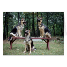Sassydog posing German Shepard note card