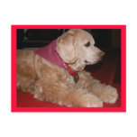 sassygirl post card