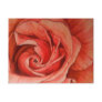 Satin Magic Rose Postcard