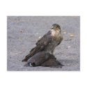 Satisfied Sparrowhawk Postcard