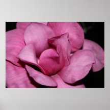 Saucer Magnolia Blossom Posters