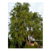Saule Cartes Postales