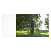 Saule de matin - commencez le jour de congé lumine photocartes