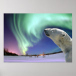 Sauvez les ours blancs mis en danger posters