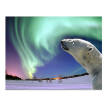 Sauvez les ours blancs mis en danger pour Noël Cartes Postales