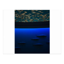 Sauvez les poissons cartes postales