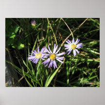 Savanna Aster Poster
