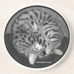 Savannah cat Coaster