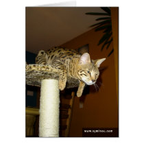 Savannah Cat Ninja Card