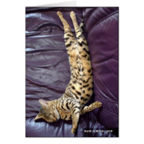 Savannah Cat Sleeping Card