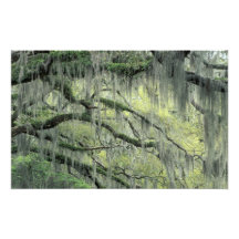 Savannah, Georgia, Live Oak tree draped with Art Photo