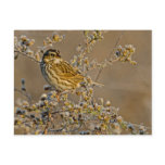 Savannah Sparrow Postcard