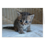 Save a life, adopt a rescue cat greeting card