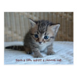 Save a life, adopt a rescue cat. postcard