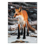 Save Our Planet series Red Fox note/greeting card
