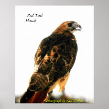 Save Our Planet series Red Tail Hawk poster