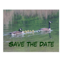 Save The Date Canada Geese Nature Postcard