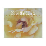 Save The Date Cards Postcard