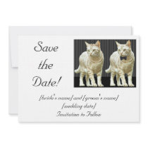 Save the Date! Invites