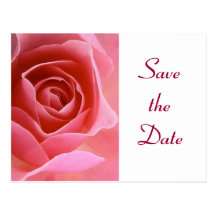 Save the Date Pink Rose Post Card