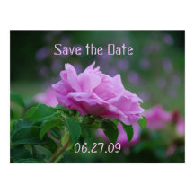 Save the Date Pink Rose Post Card