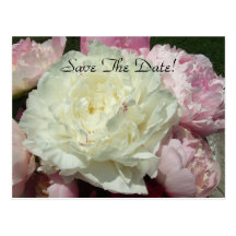 Save The Date White Pink Peonies / Pink Peony Post Post Cards