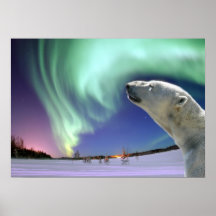 Save the Endangered Polar Bears Print