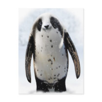 Save the Panguin! Postcard