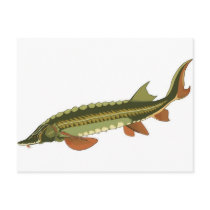 Save the Sturgeons! Postcard