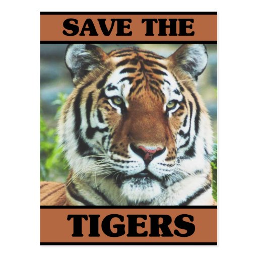 Save the Tigers Postcard