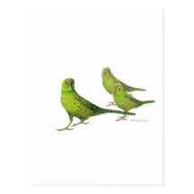 Save the Western Ground Parrot! Postcards