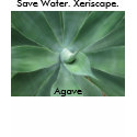 Save Water. Xeriscape. Agave t-shirts