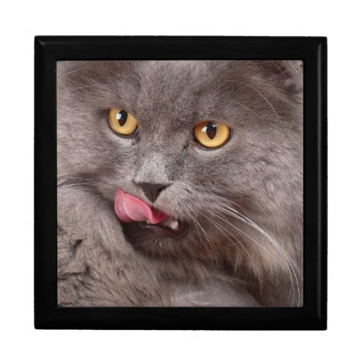 Savoureux pour durer léchez boîte à souvenirs