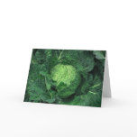 Savoy Cabbage