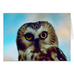Saw-whet owl greeting cards