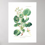 Saxifraga sarmentosa posters