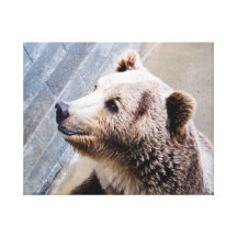 "Say Cheese" Grizzly Bear Wrapped Canvas Stretched Canvas Print